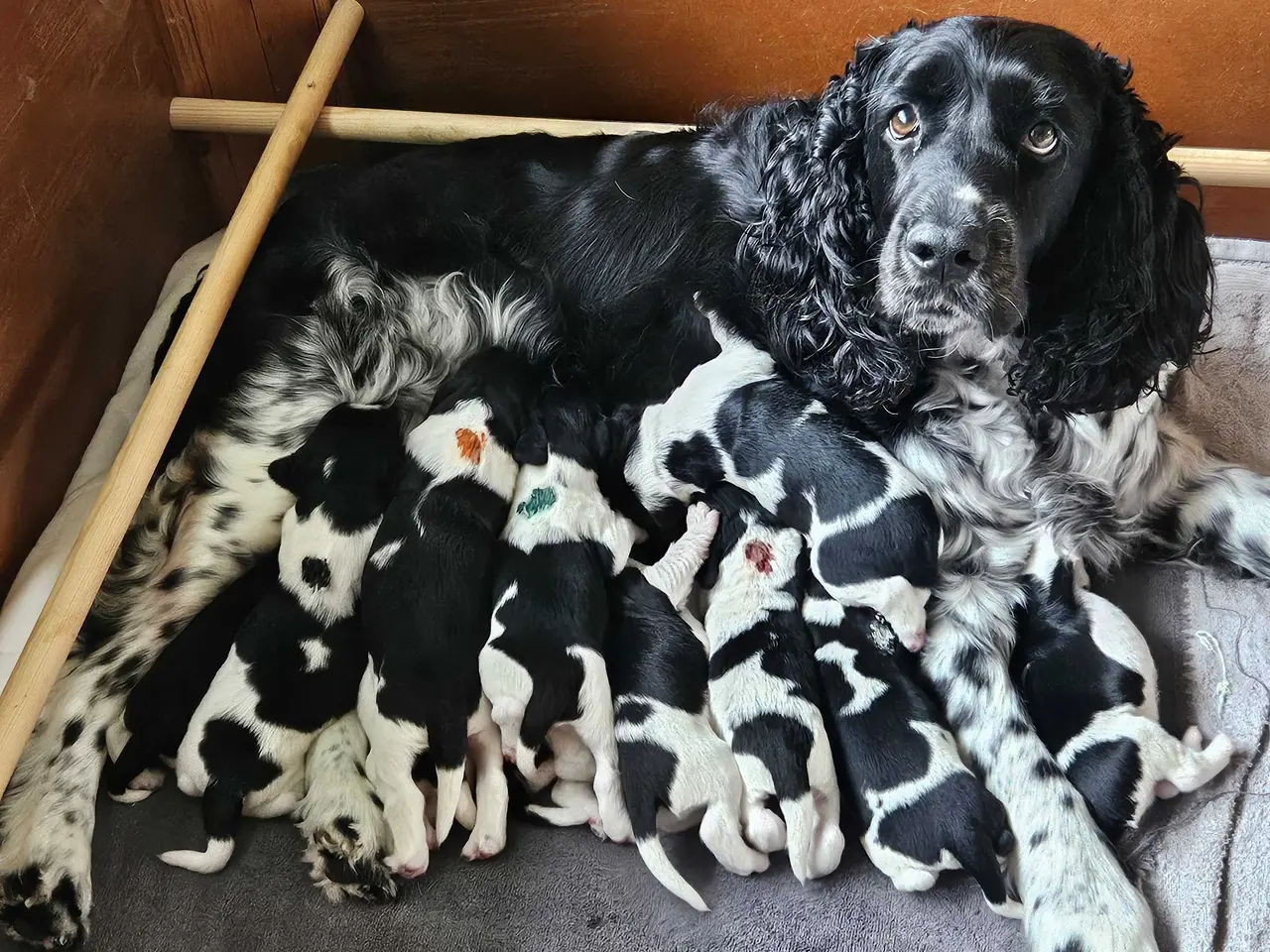 Billede 10 - Engelsk springer spaniel ikke ft