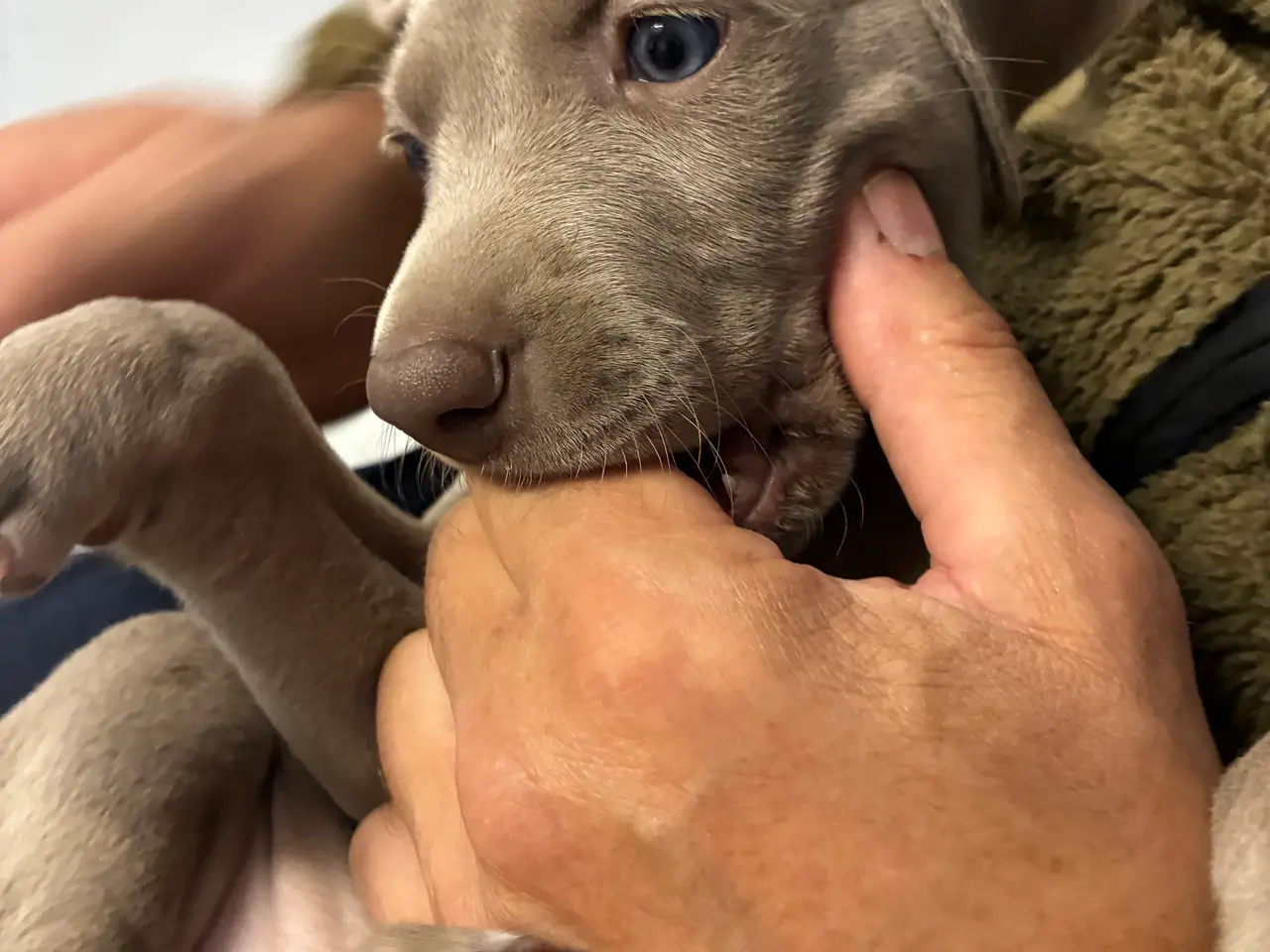 Billede 4 - Weimaraner hvalpe søger nyt hjem.