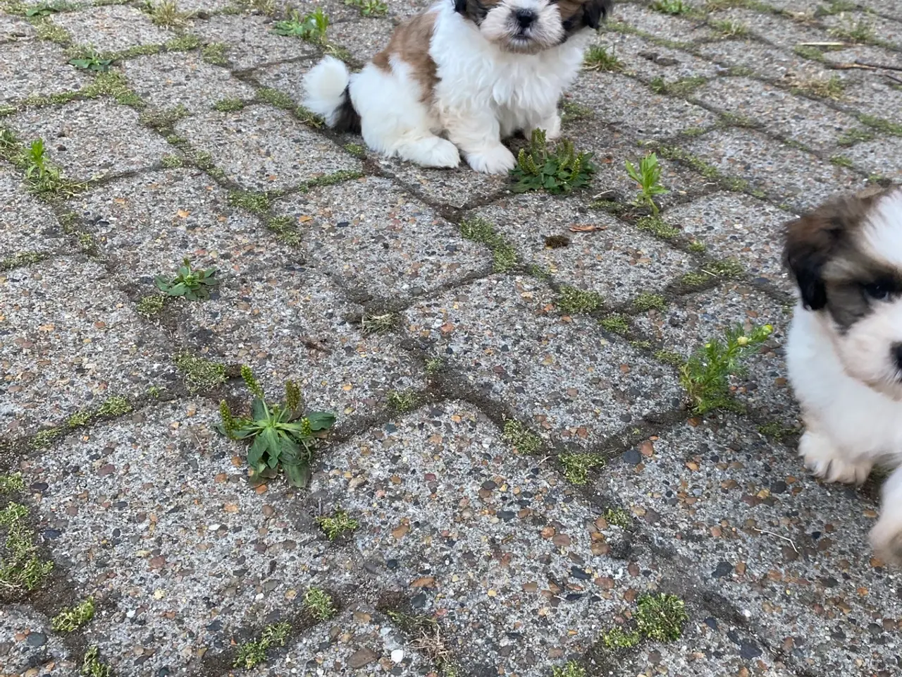 Billede 1 - Dejlig shih tzu drenge