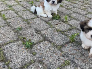 Dejlig shih tzu drenge 