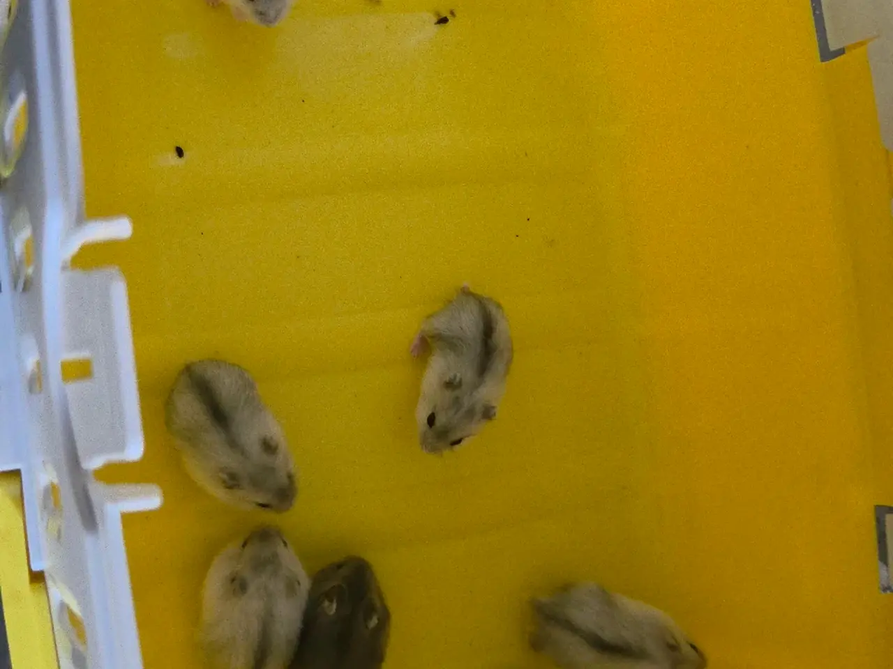 Billede 3 - små baby dværghamster unger.