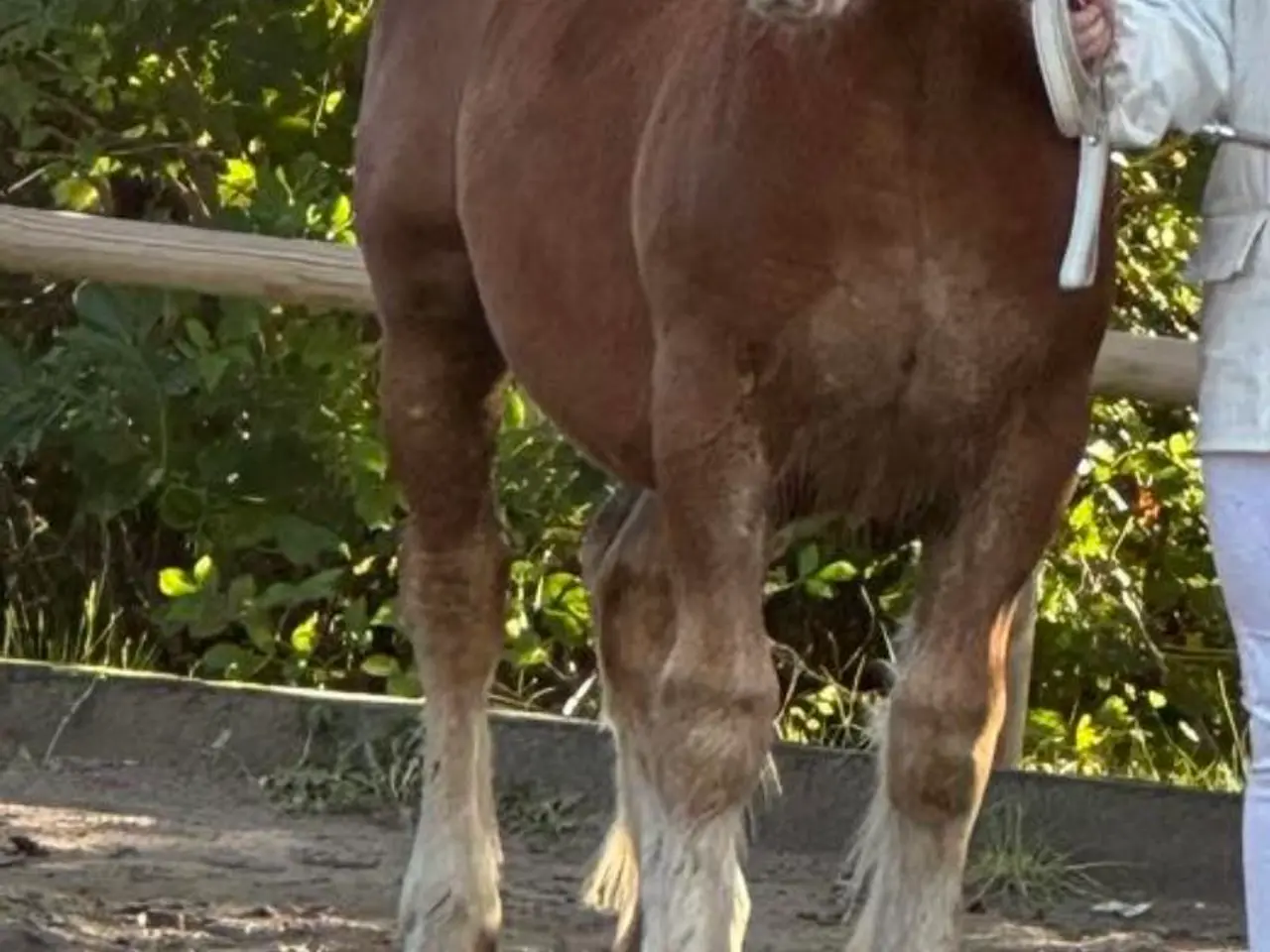 Billede 4 - 2 års jyde hingst 