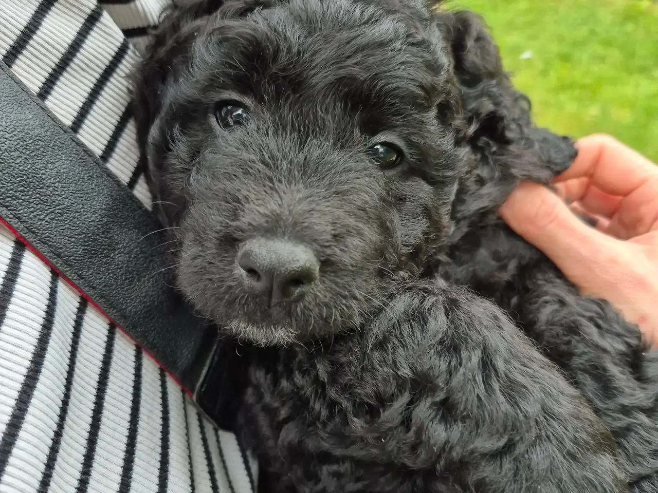 Billede 10 - Berner/Golden doodle.... ikke labradoodle