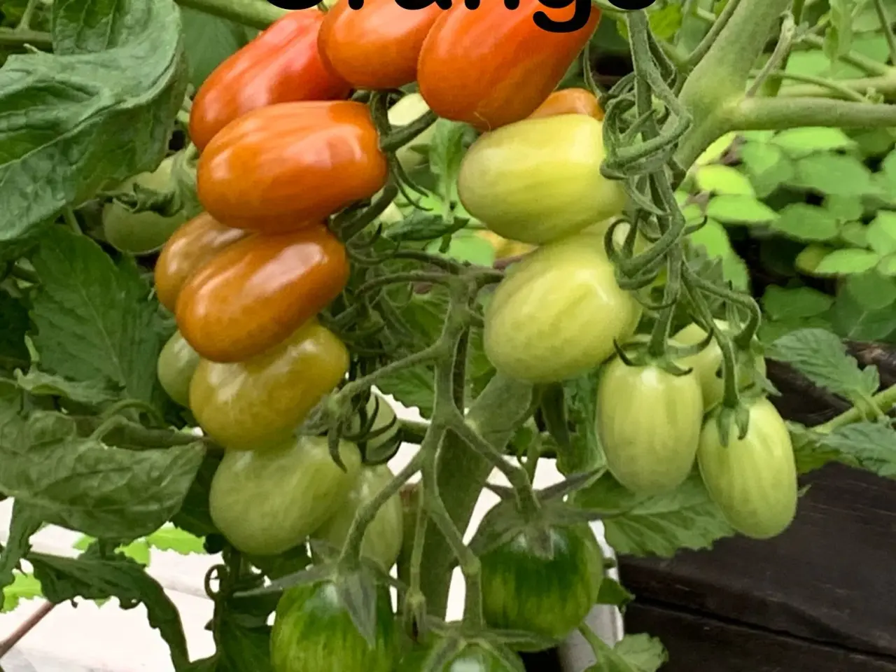 Billede 19 - Sunde frø af STORE tomater 🍅