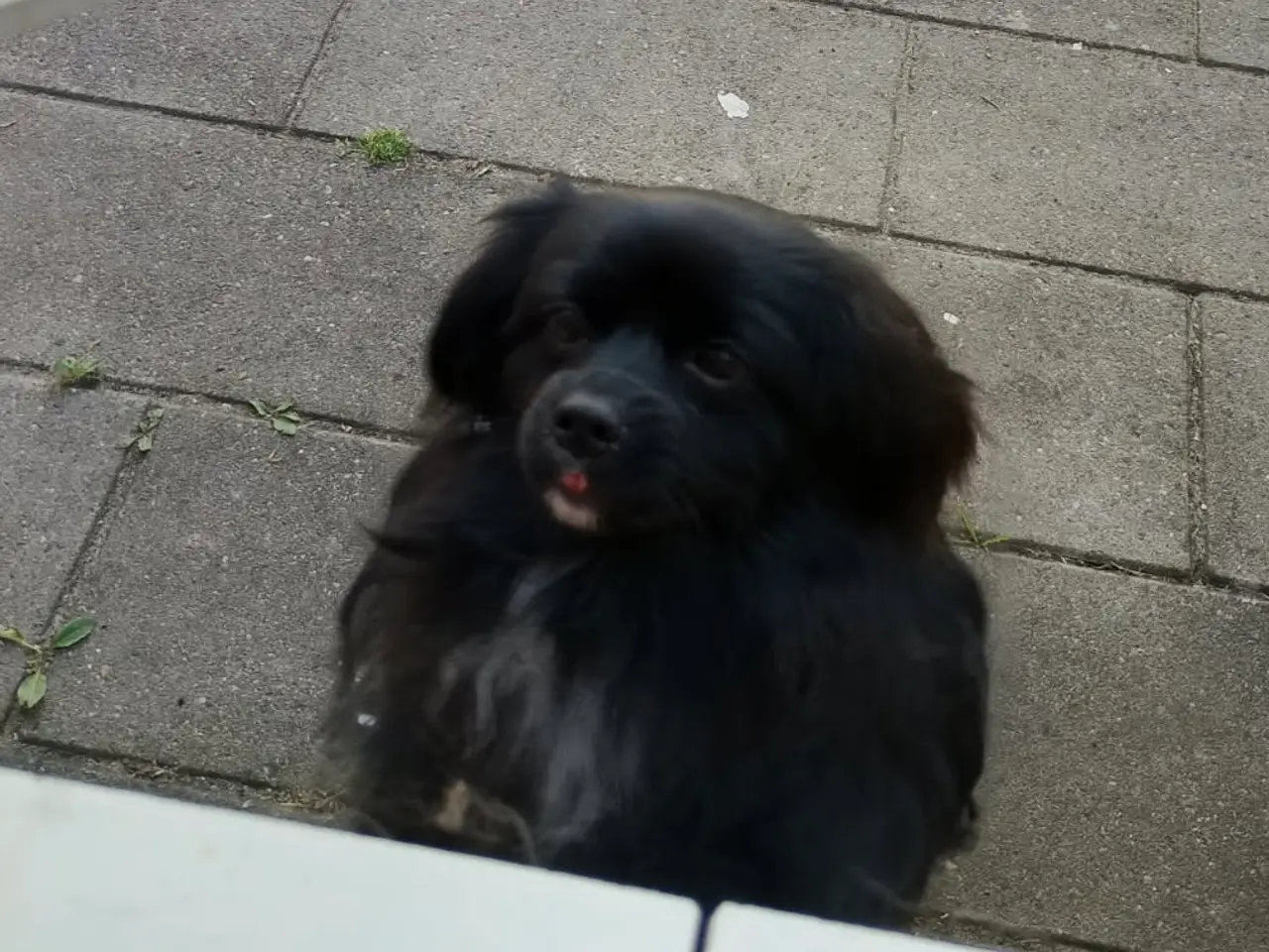 Billede 2 - Den skønneste Pomeranian-blandingshvalp
