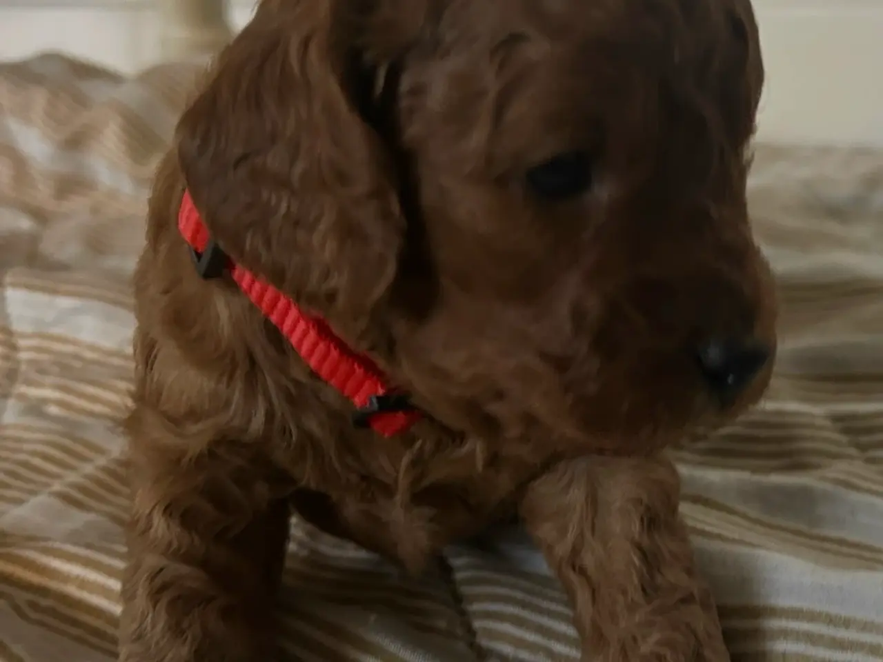 Billede 4 - Cockapoo hvalpe sælges 3 uger 🧸🐶🌸
