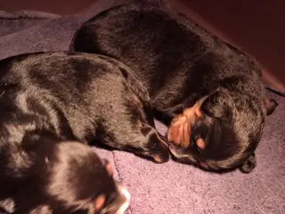 Langhåret Dværg Gravhunde Blandingshvalpe - 4