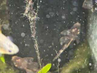 🐟 LDA16 Ancistrus maller – sunde og aktive