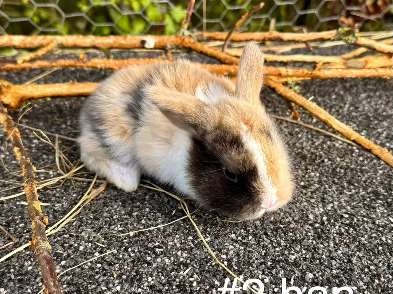 Billede 5 - Mini Lop kaninunger