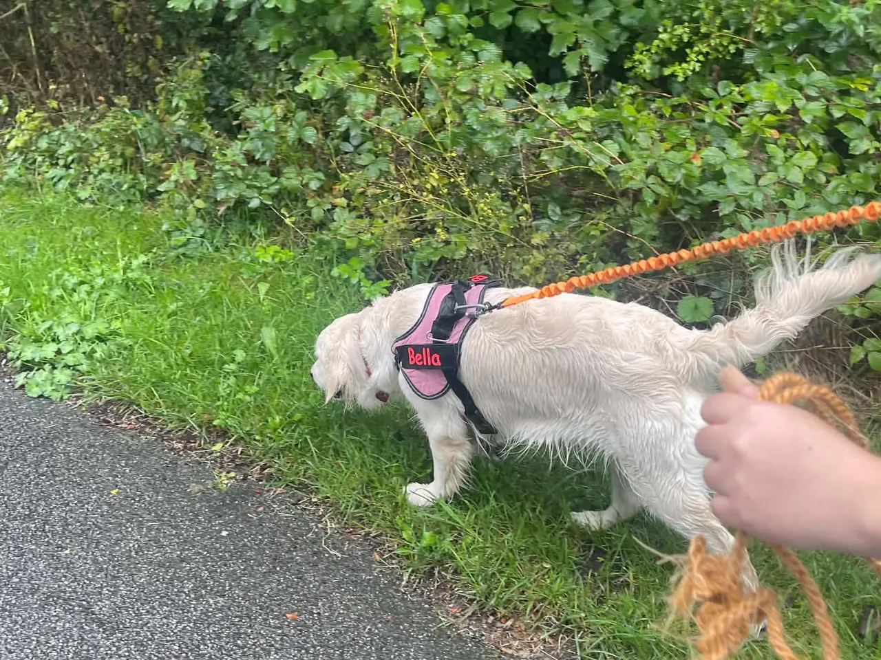 Billede 3 - Omplacering af hund