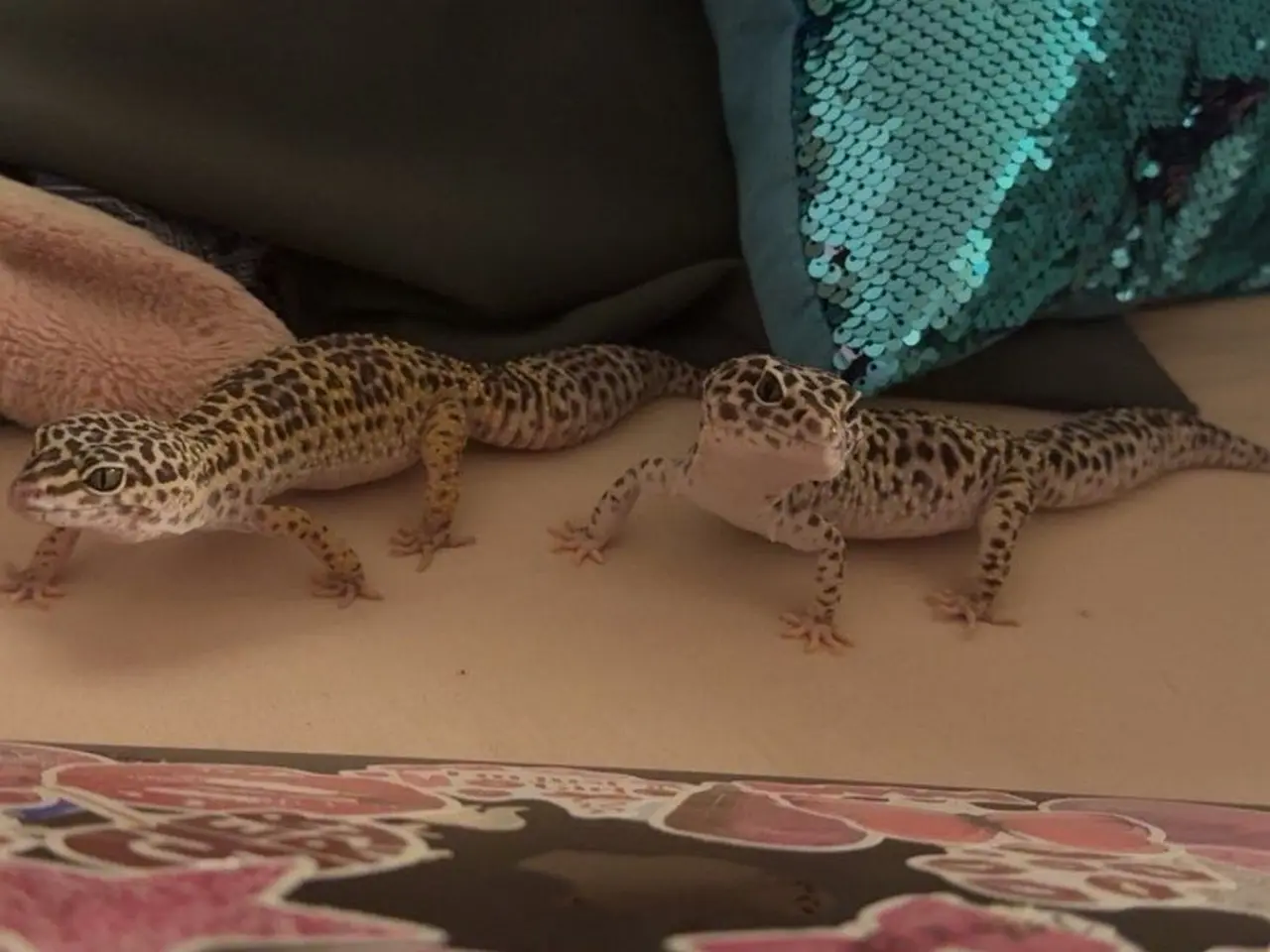 Billede 2 - 2 leopard gekkoer sælges