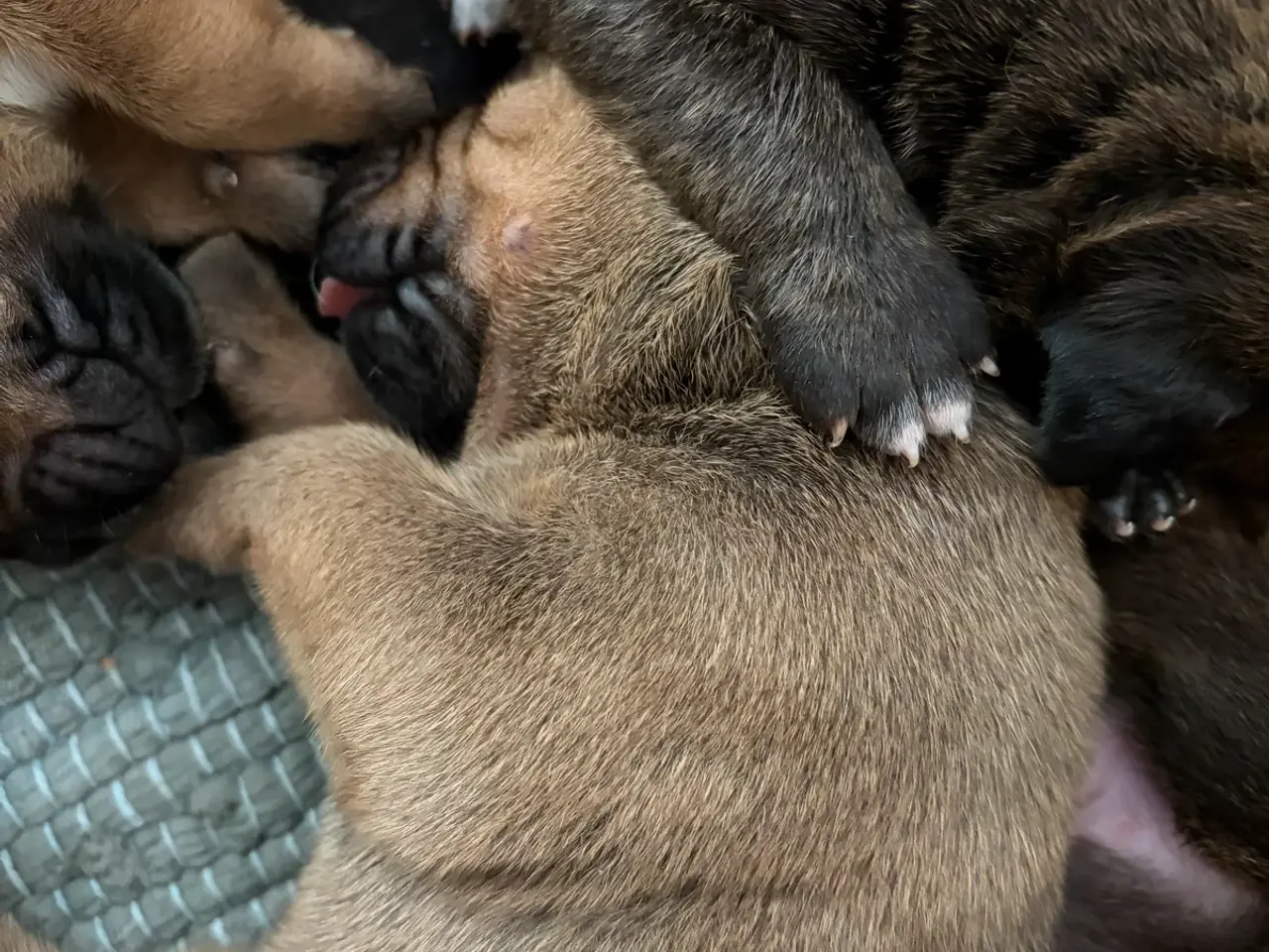 Billede 3 - Bullmastiff hvalpe
