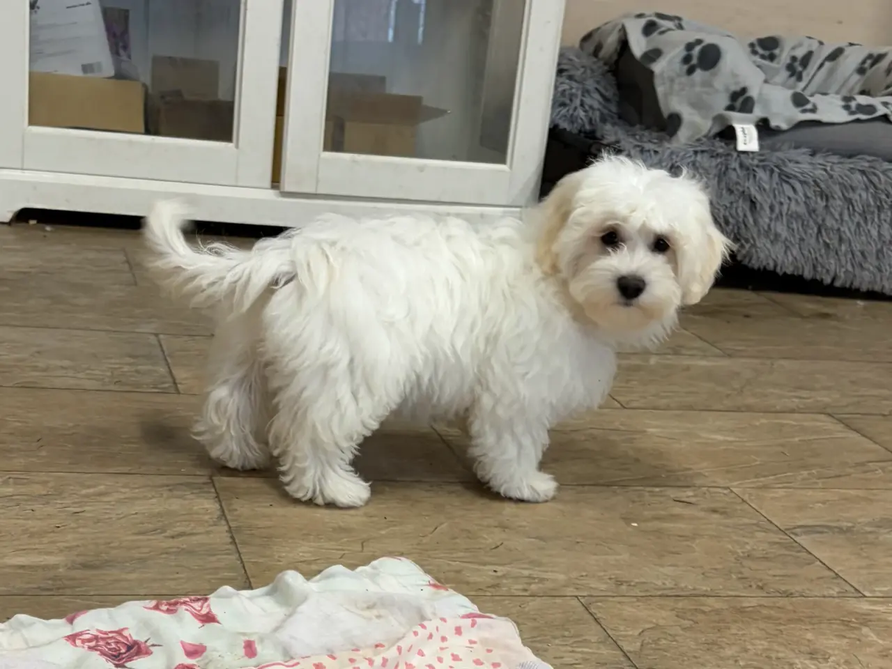 Billede 11 - 1 Maltipoo pige er rejse klar nu !