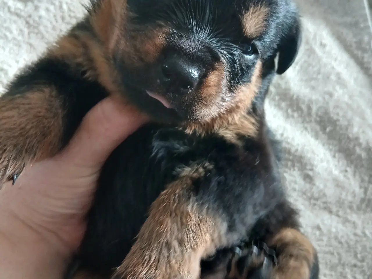 Billede 6 - Rottweiler hvalpe 3 uger