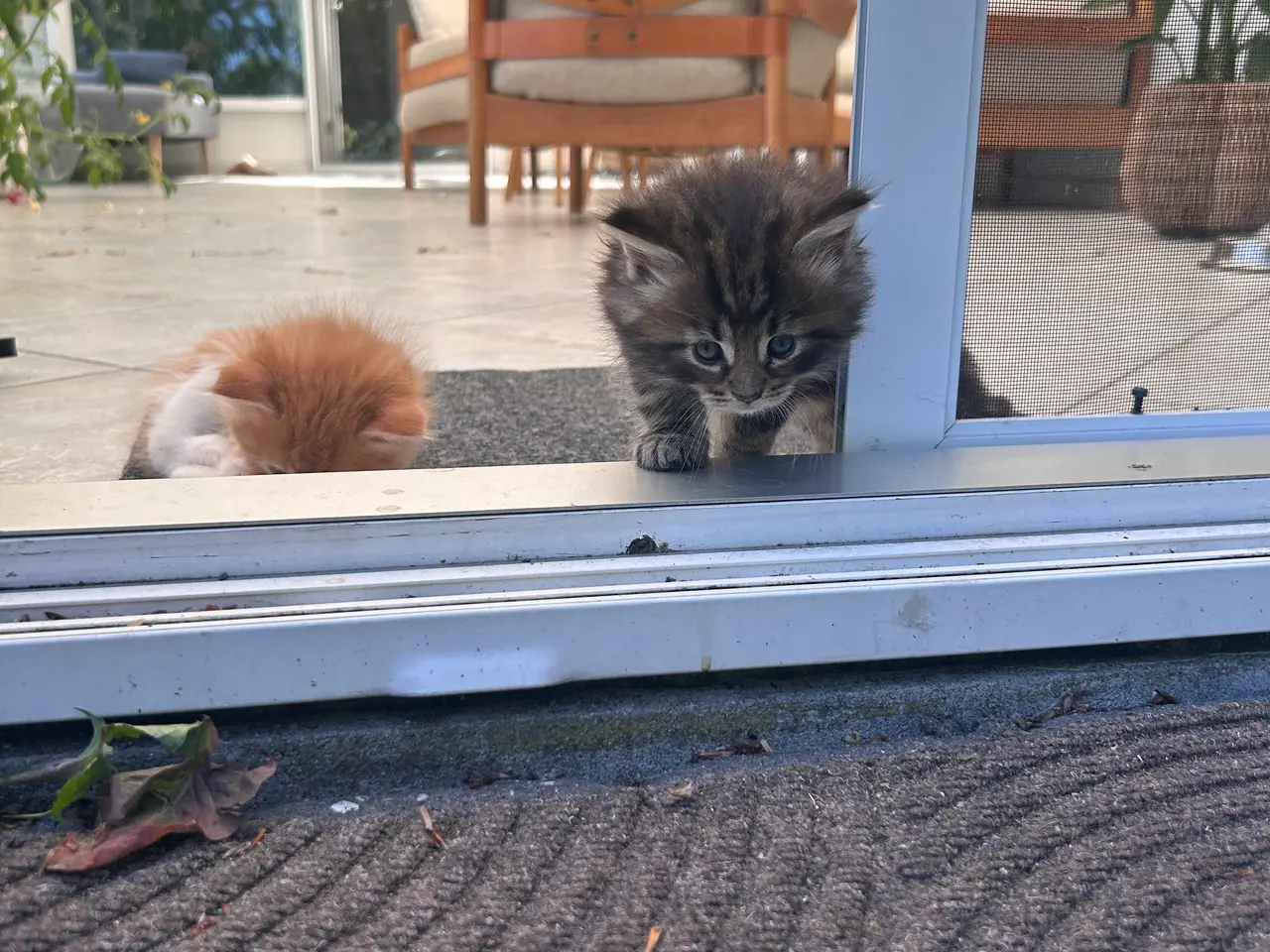 Billede 3 - Maine Coon blandings killinger