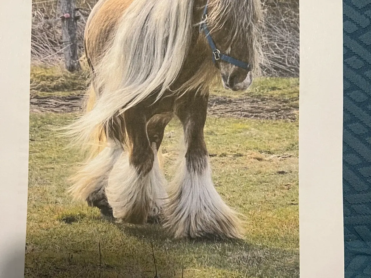 Billede 4 - Miniature Irish cob