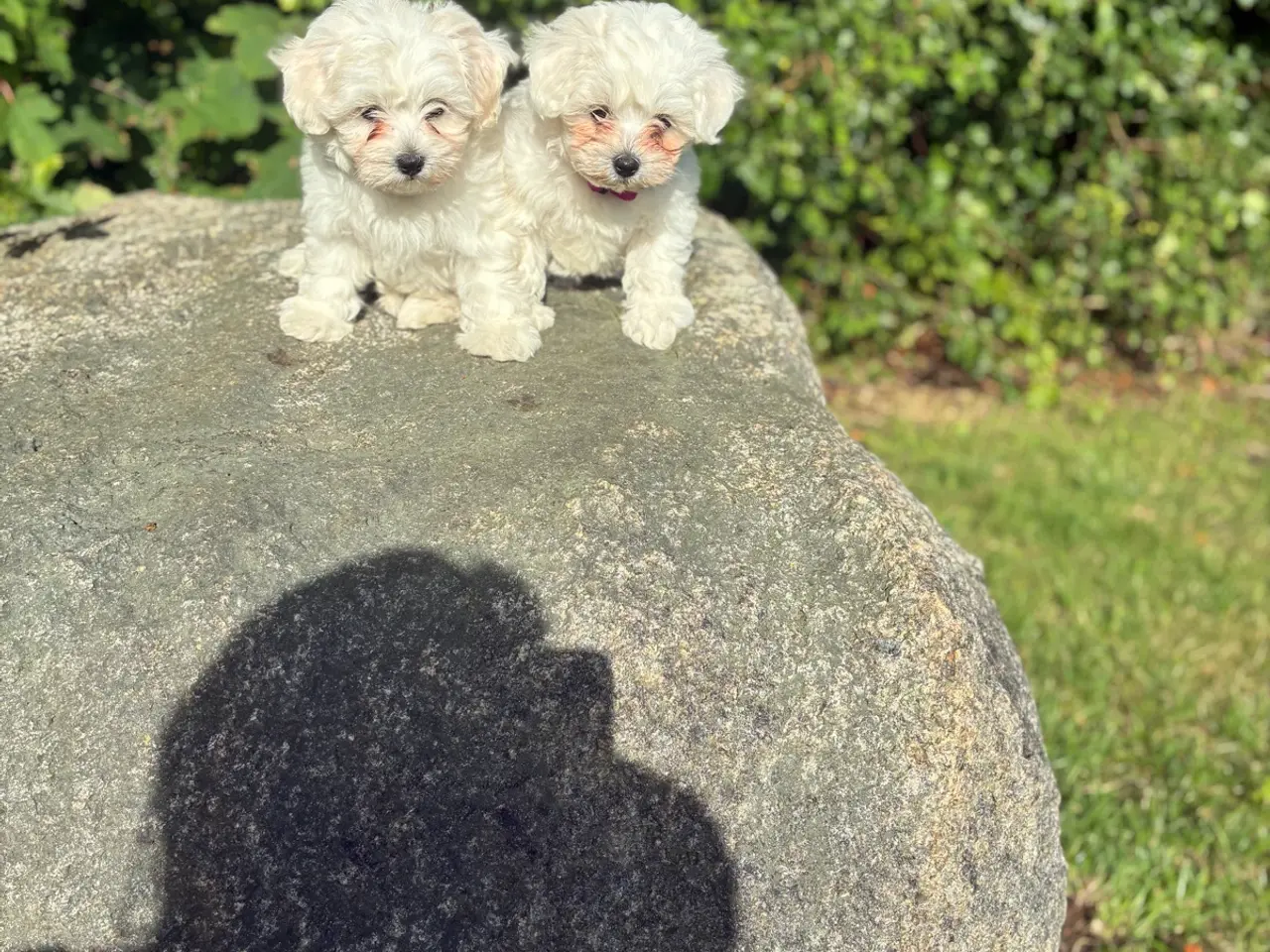 Billede 7 - 🐶💕 2 SKØNNE BICHON FRISÉ PIGEHVALPE SØGER DERES