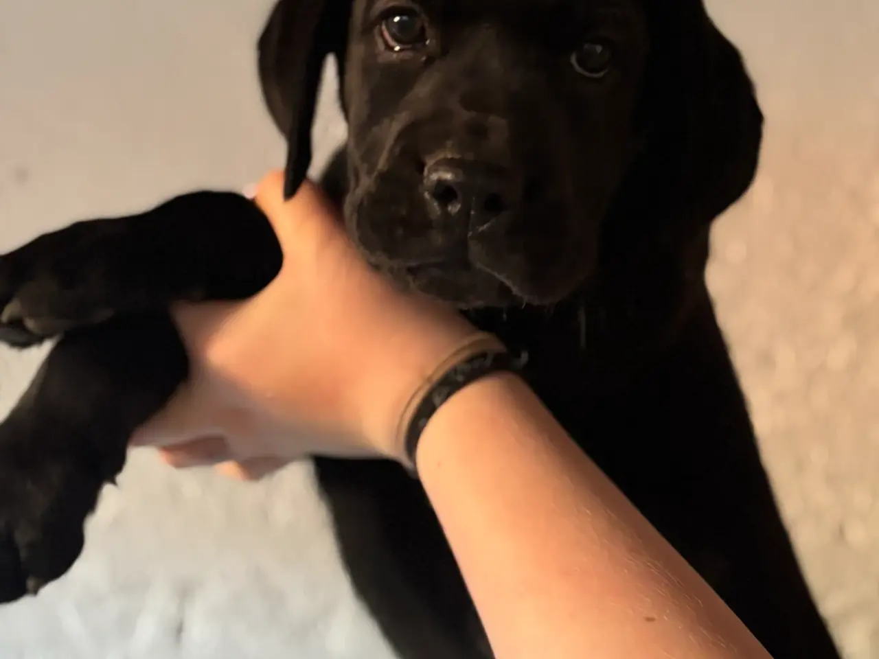 Billede 1 - Labrador blandinger