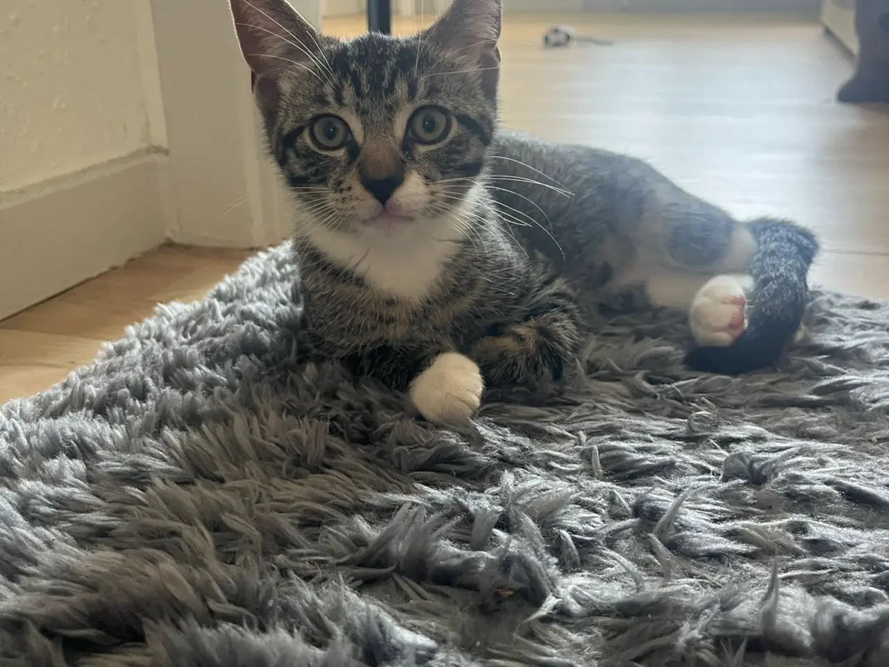 Billede 1 - 🐾 Victor ❤️