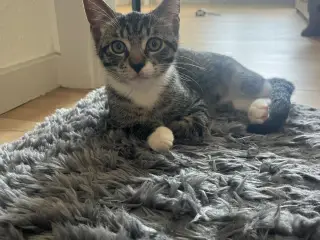 🐾 Victor ❤️