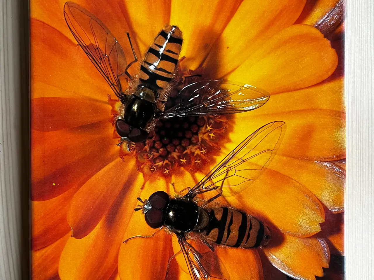 Billede 9 - Bøger om naturfotografering