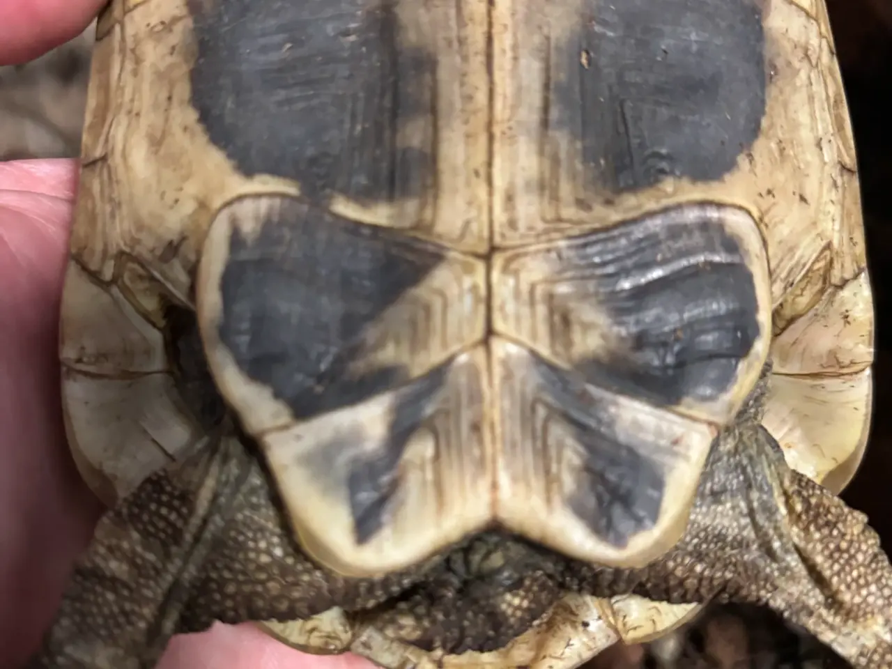 Billede 5 - Græsk landskildpadde