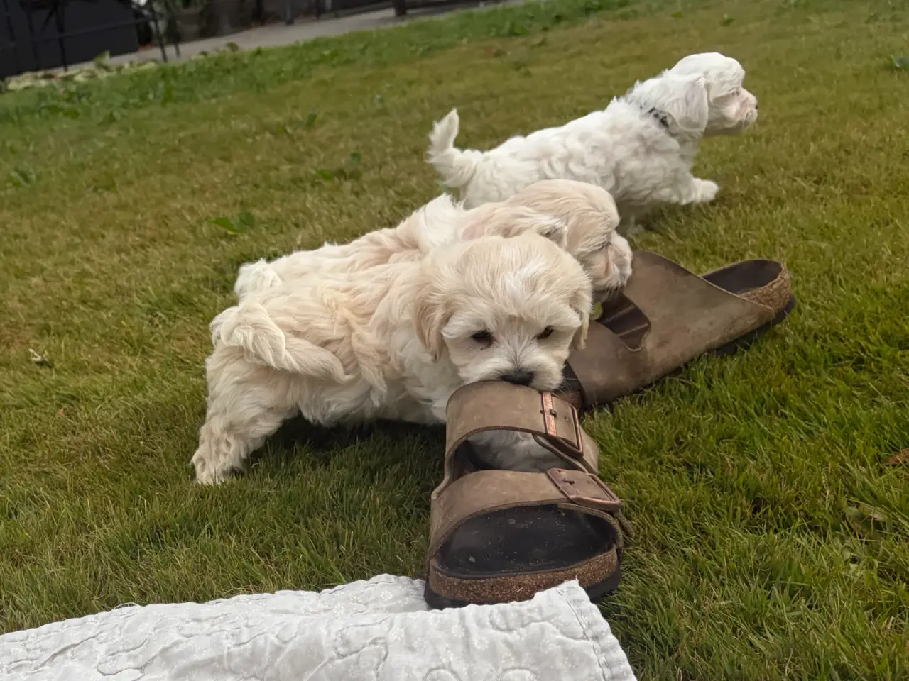 Billede 10 - Fine mini Maltipoo babyer