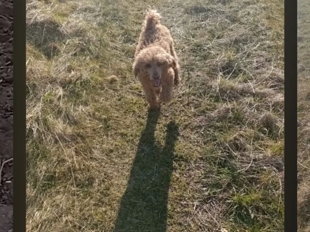 Billede 5 - Maltipoo tæve
