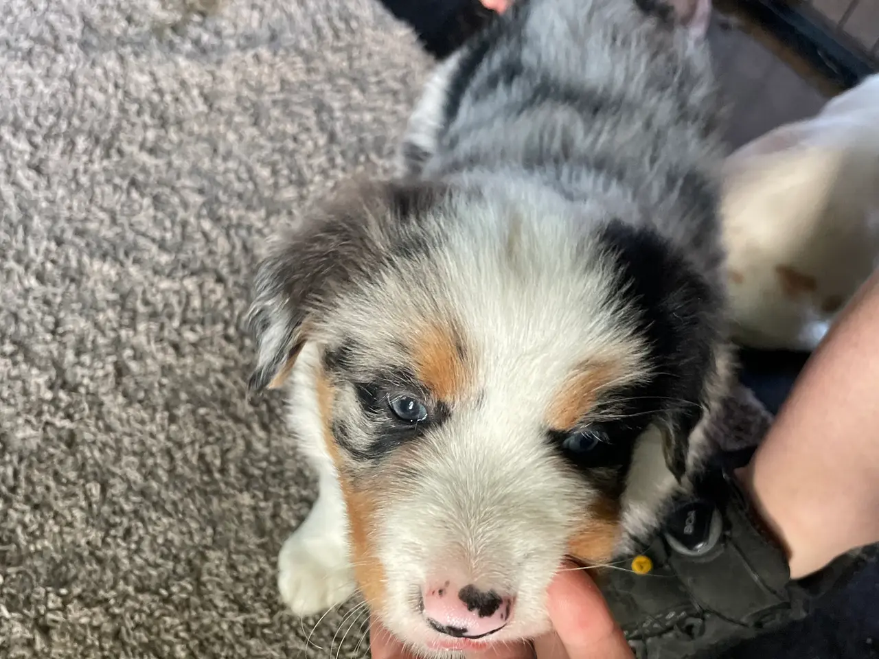Billede 8 - Border Collie hvalpe