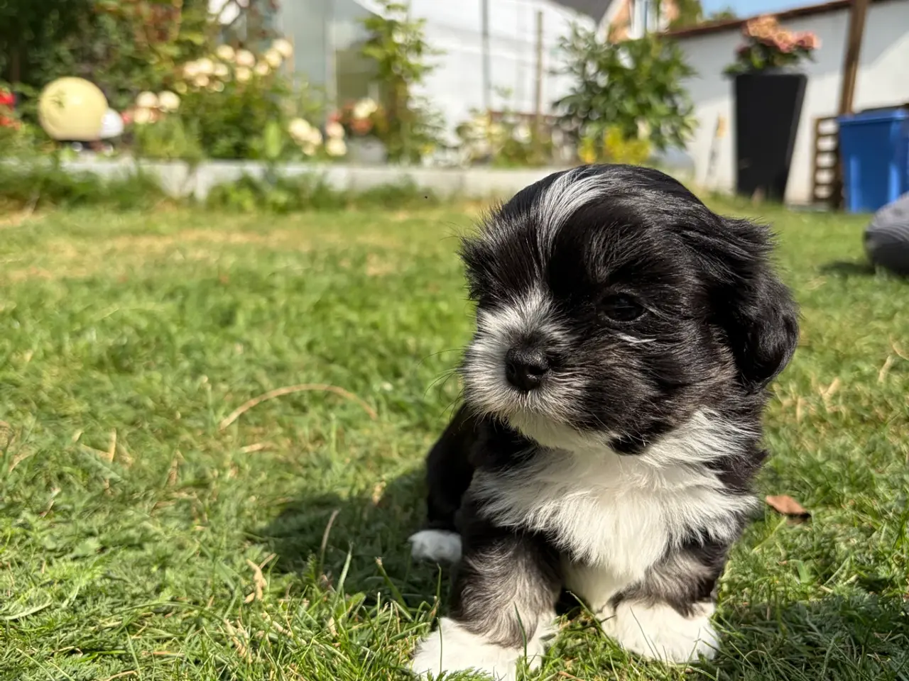 Billede 11 - 5 Søde hundehvalpe