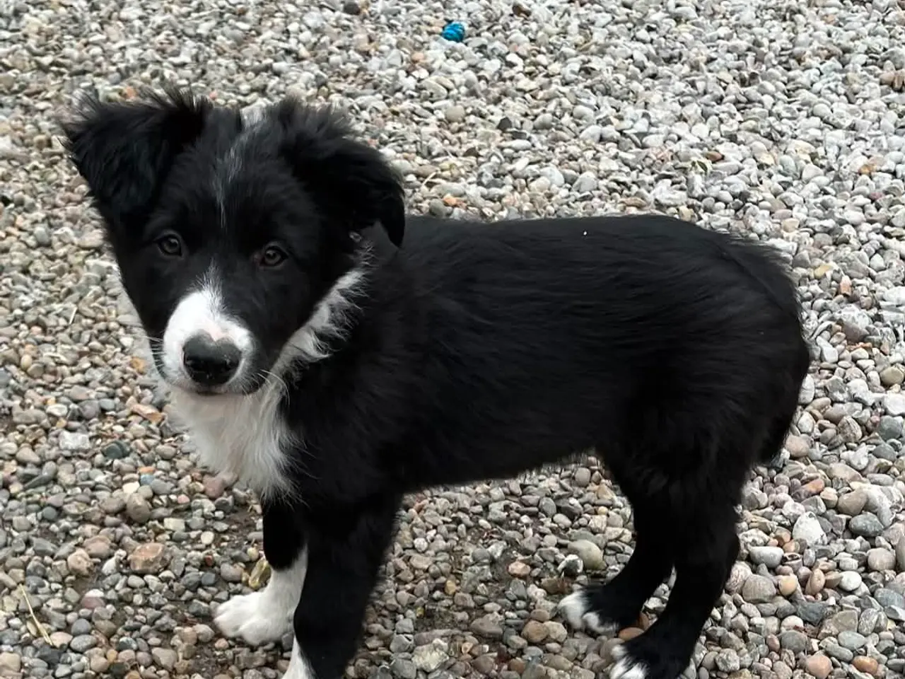 Billede 5 - Border Collie hvalpe søger deres nye familie