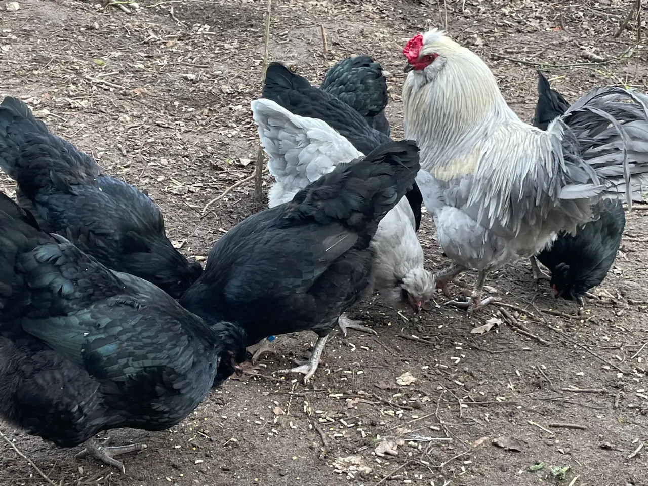 Billede 12 - Engelsk Araucana kyllinger
