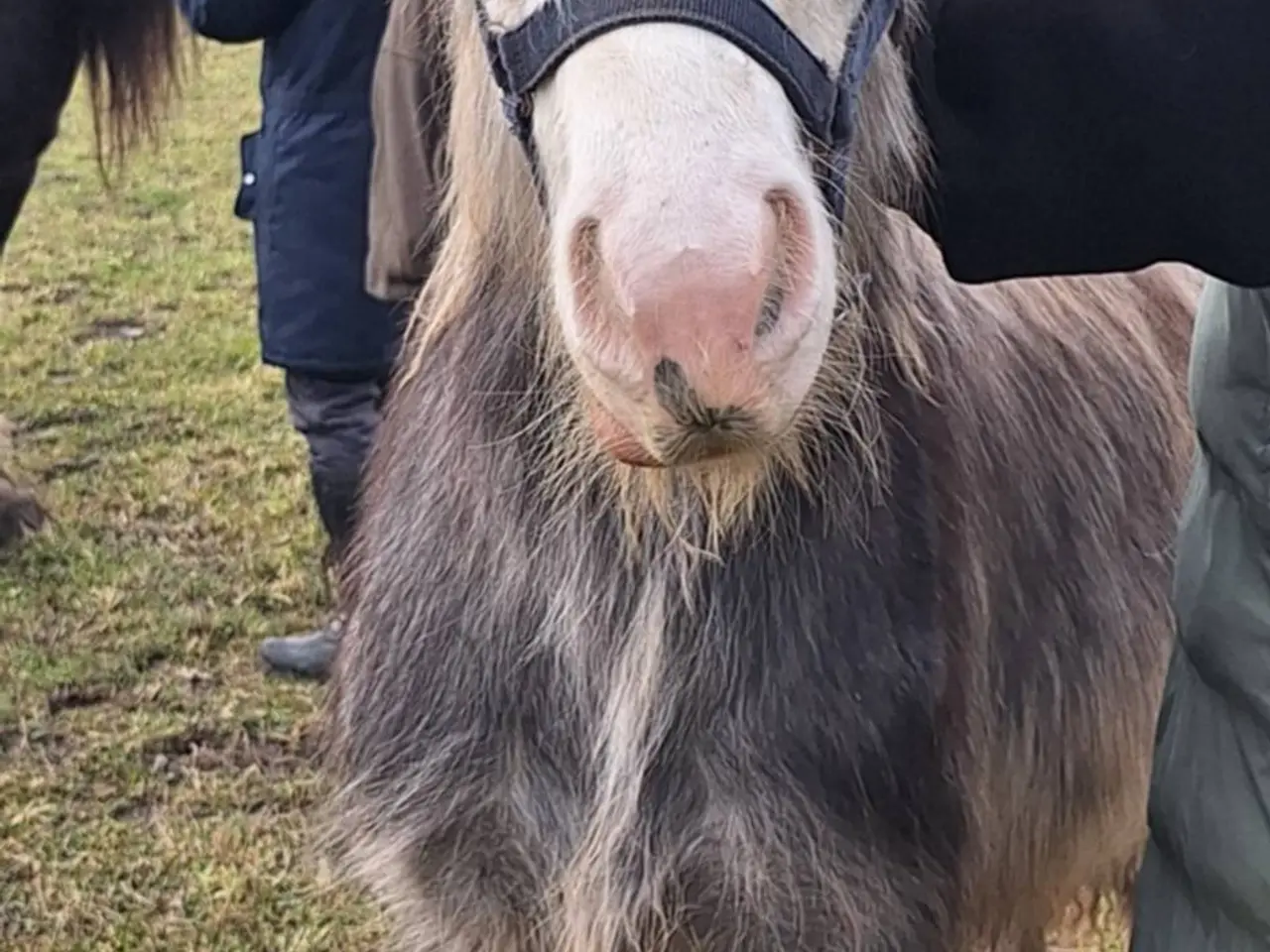 Billede 11 - Irish cob hingsteføl fra maj 2025