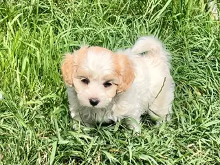 Skønne hvalpe Pudel / Shih Tzu - 3