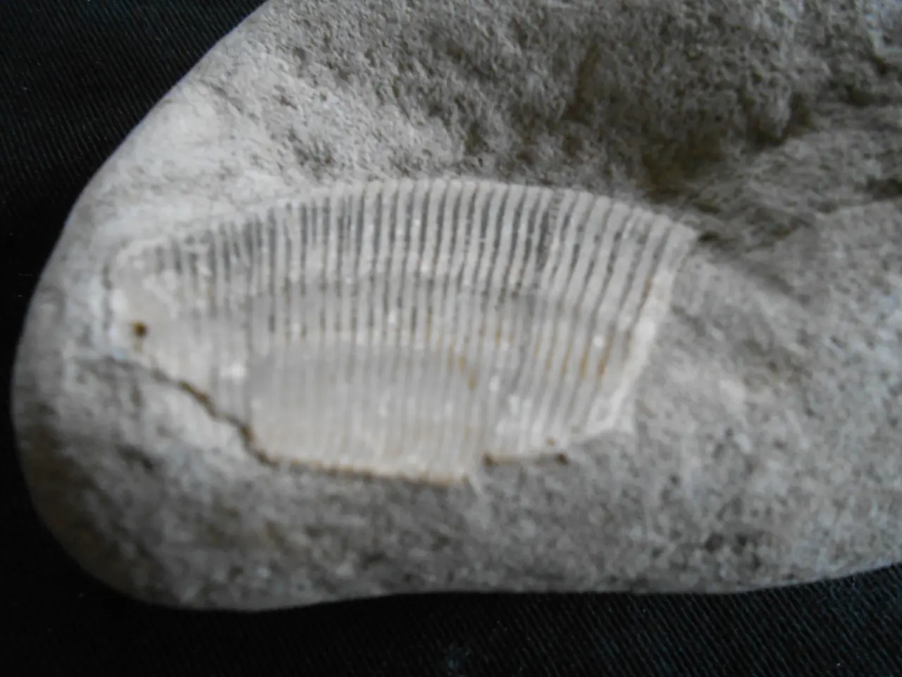 Billede 5 - Fossil Tydelig aftryk Muslingeskal Spondylus