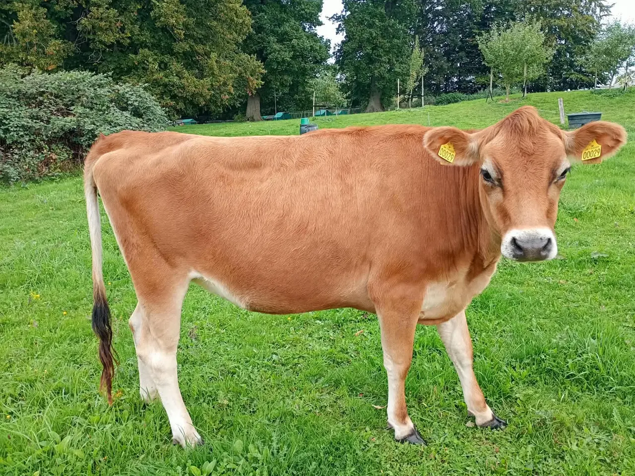 Billede 4 - Skøn Jersey ko og kvie
