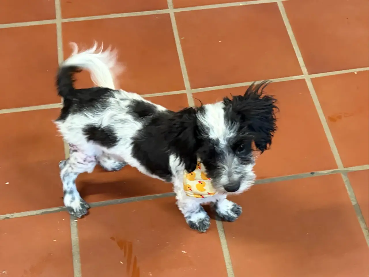 Billede 3 - Den sødeste og frækkeste lille Maltipoo dreng