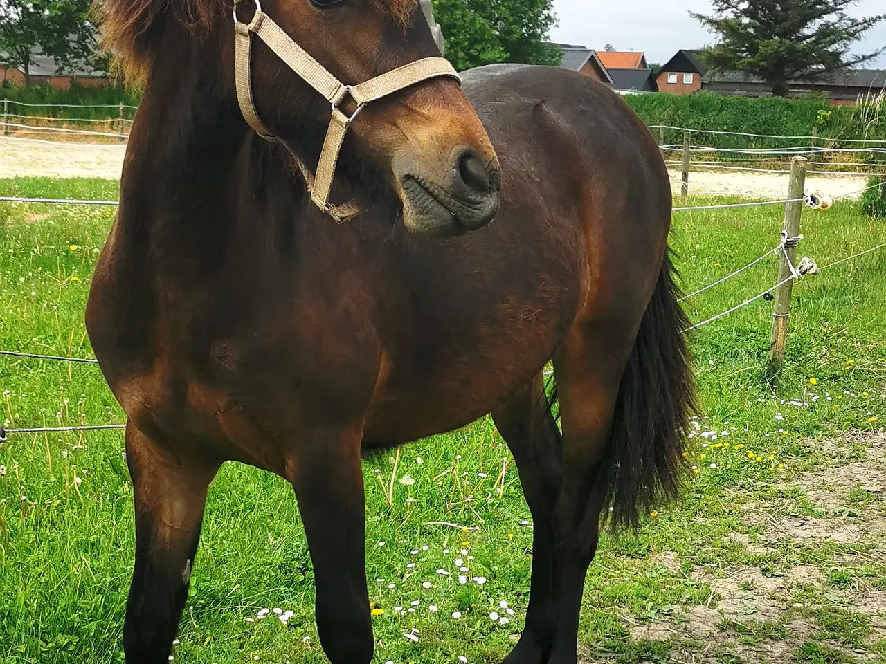Billede 2 - Smuk hoppe