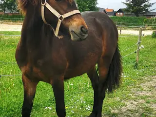 Smuk hoppe 