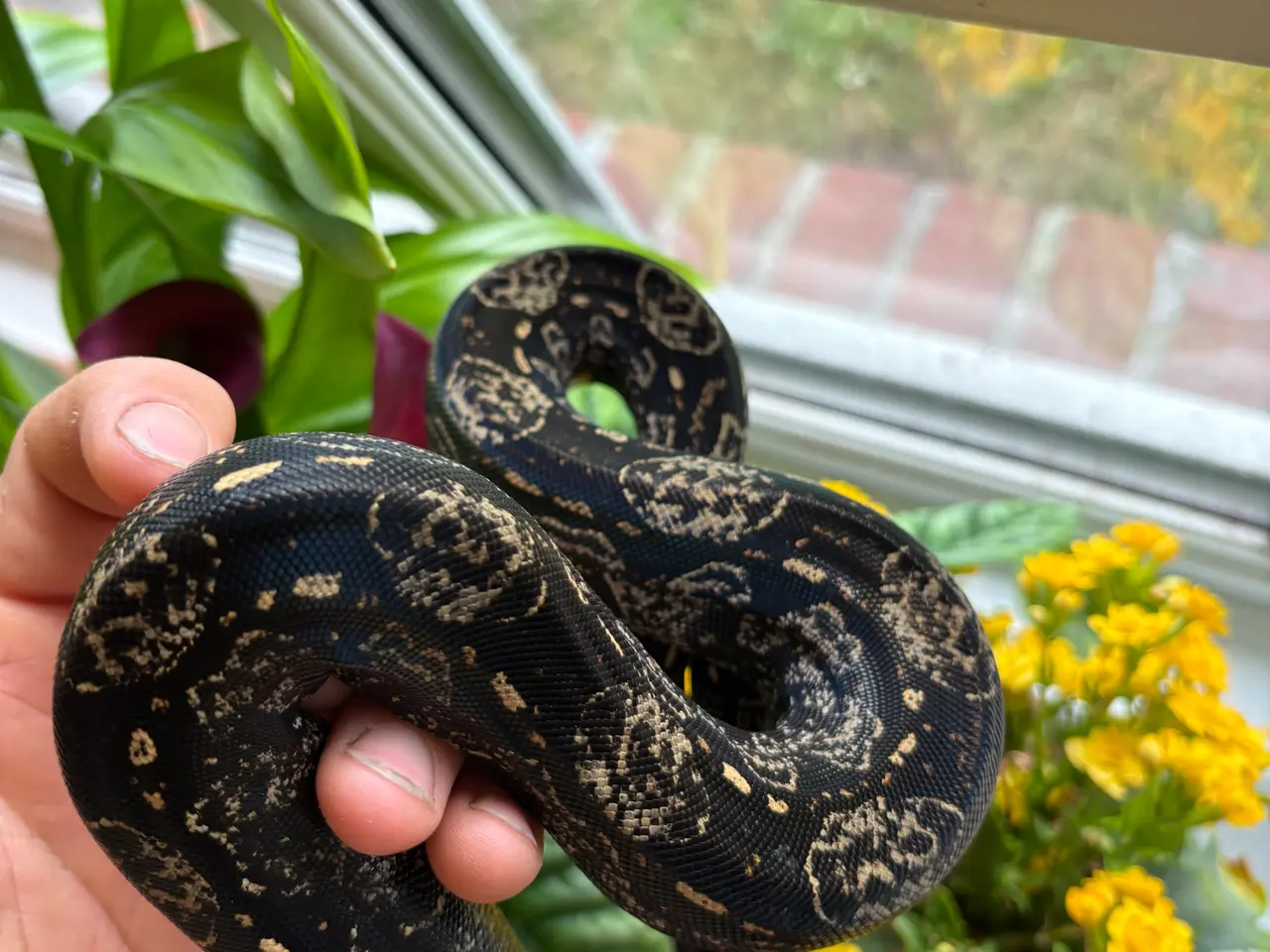 Billede 4 - Boa constrictor Keltic IMG poss Leopard Kahl A