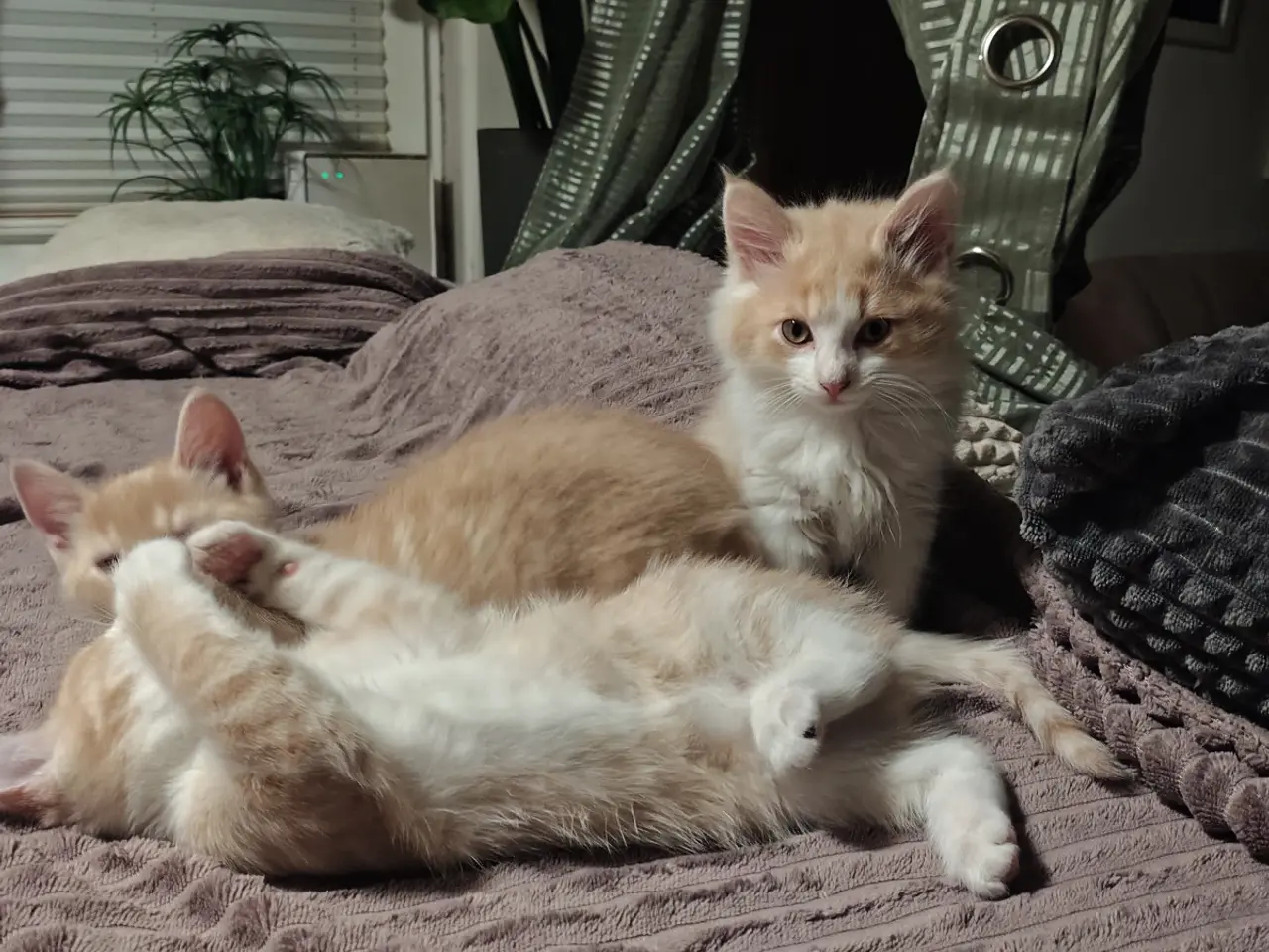 Billede 13 - Main Coon / Ragdoll blanding