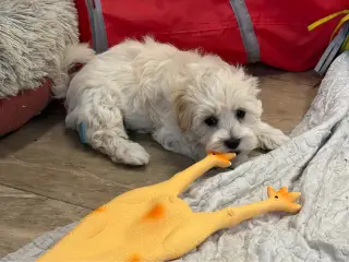 Fine mini Maltipoo er rejse klar nu !