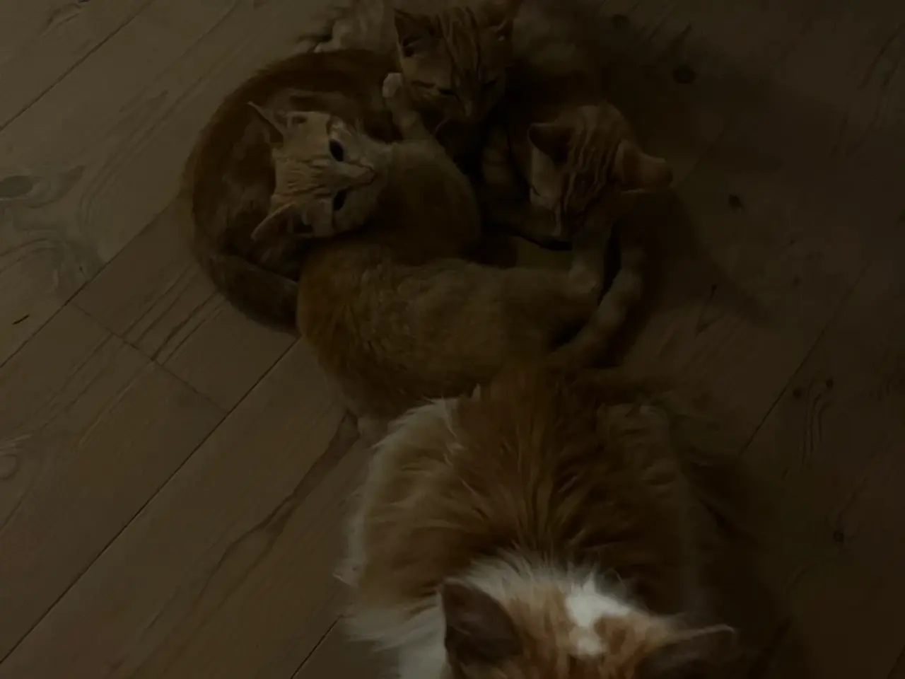Billede 1 - Tre søde killinger