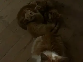 Tre søde killinger