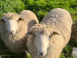 2 vædderlam byttes med gimmer- og vædderlam