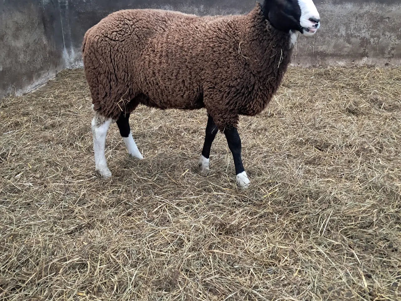 Billede 1 - Zwartbles vædderlam 