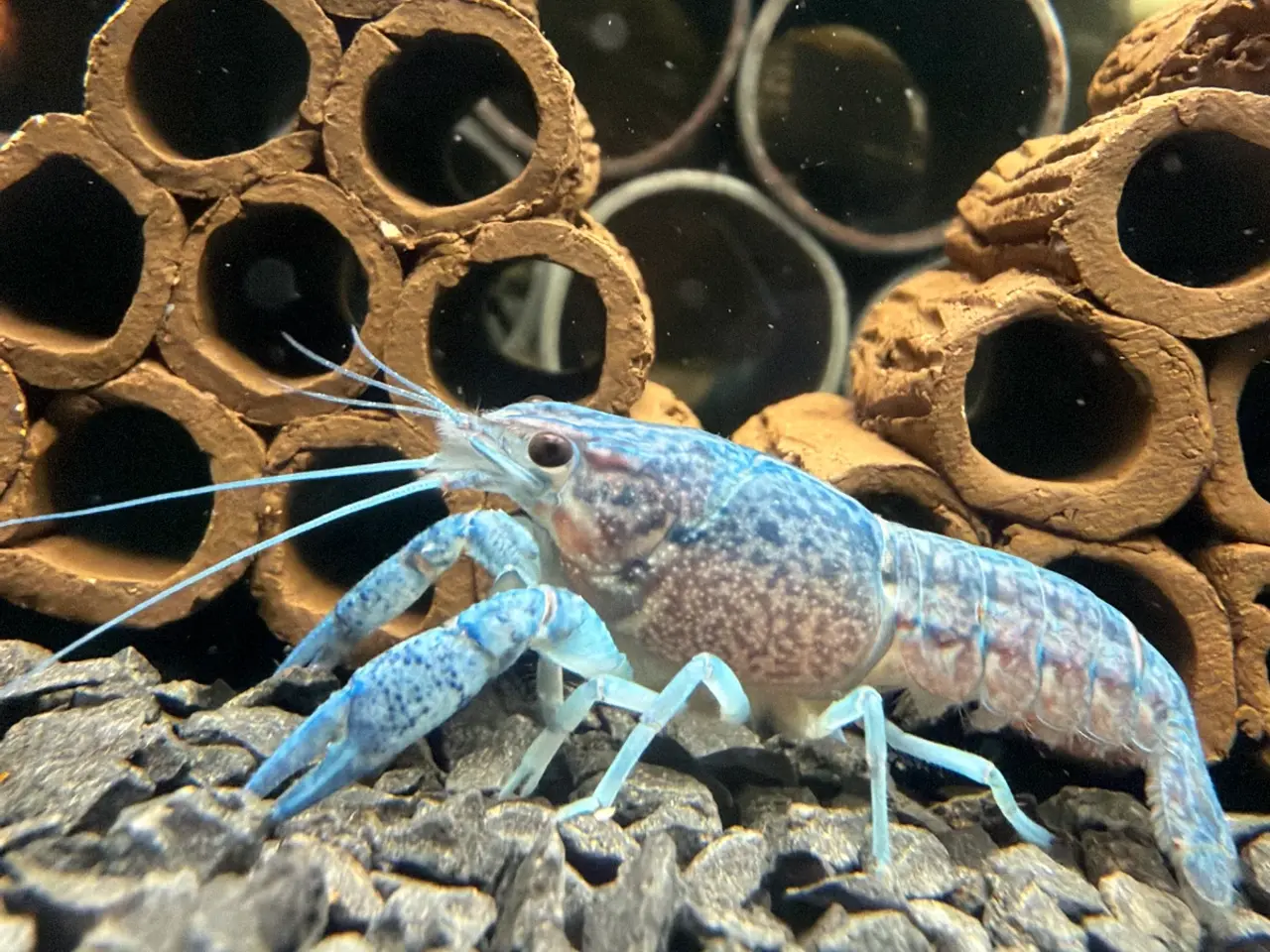 Billede 9 - đ±Wow FLOTTE BlĂ„ Florida Krebs Procambarus alleni