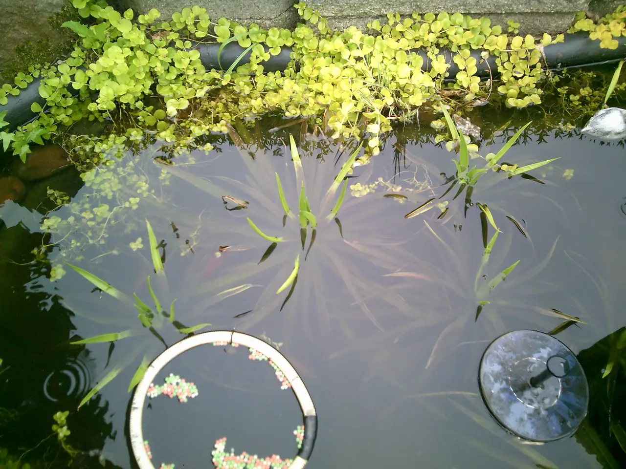 Billede 1 - HAVEDAMS PLANTER