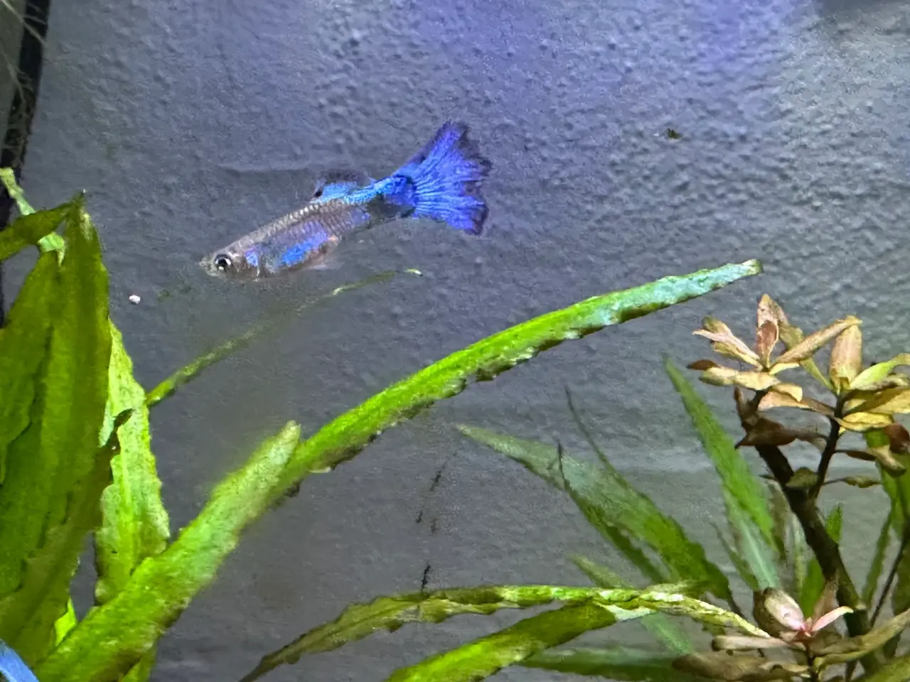 Billede 1 - Blue Neon Guppy renstammet yngel