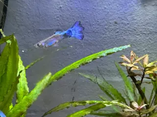 Blue Neon Guppy renstammet yngel